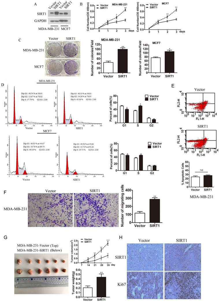 J Cancer Image