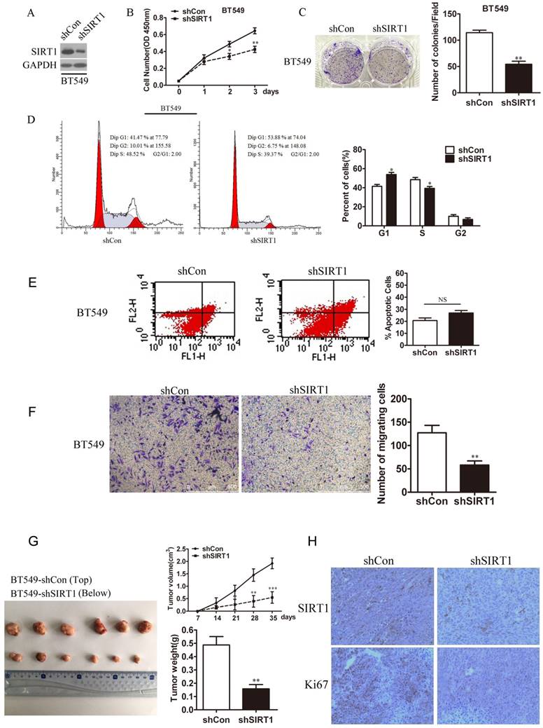 J Cancer Image