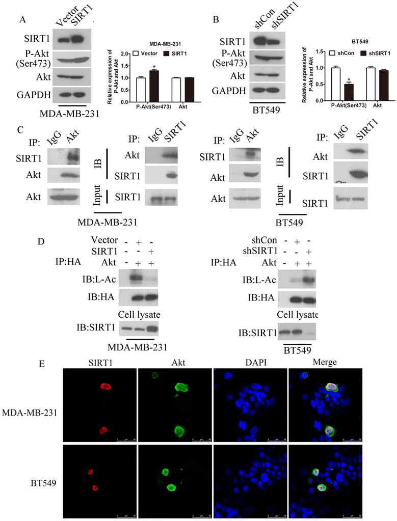 J Cancer Image