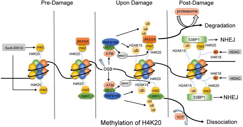 J Cancer Image