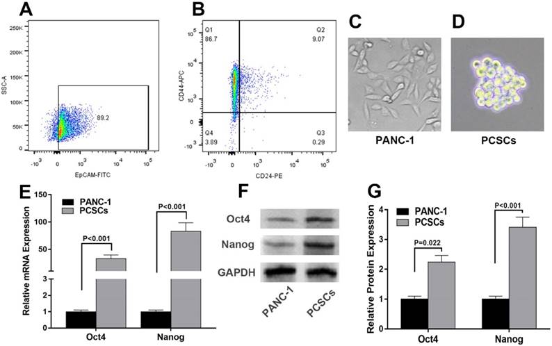 J Cancer Image