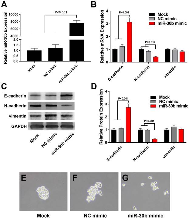 J Cancer Image