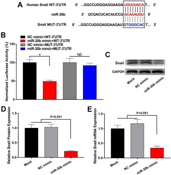 J Cancer Image