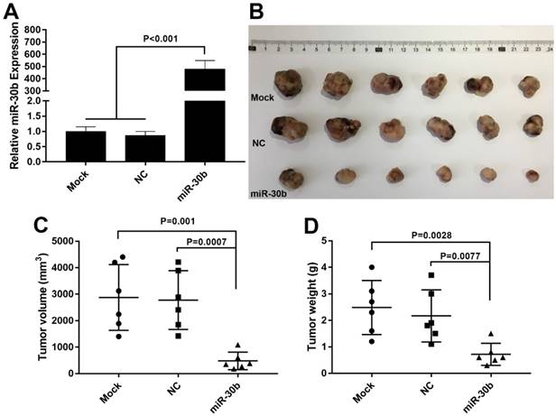 J Cancer Image