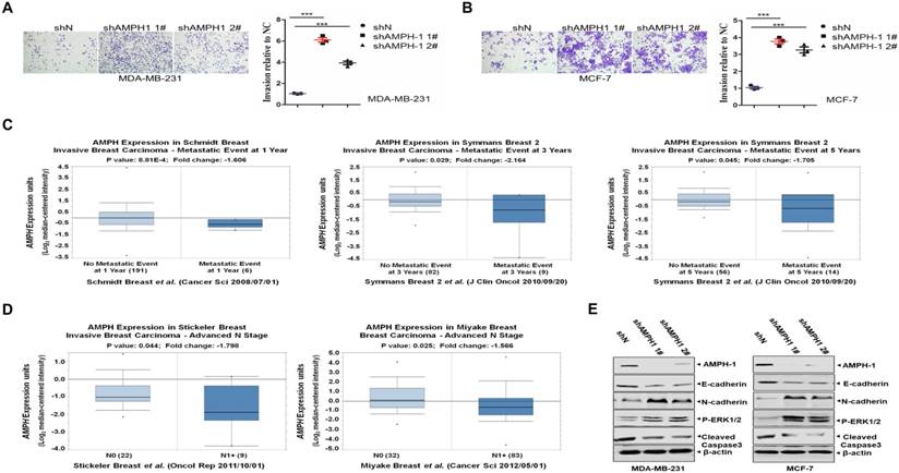 J Cancer Image