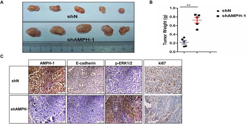 J Cancer Image