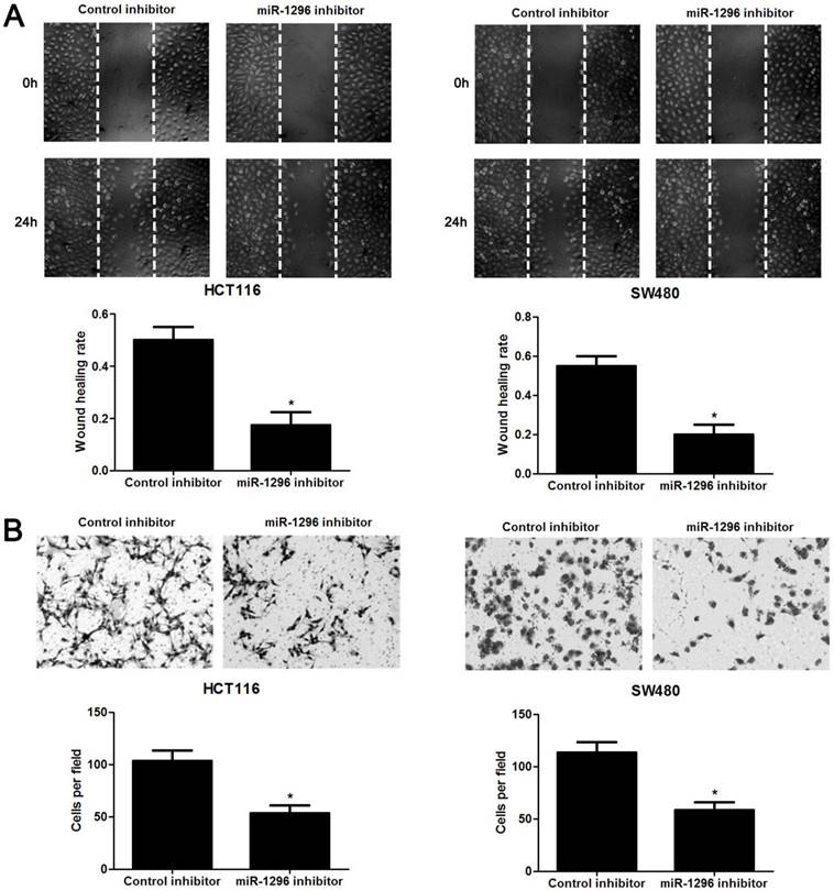 J Cancer Image