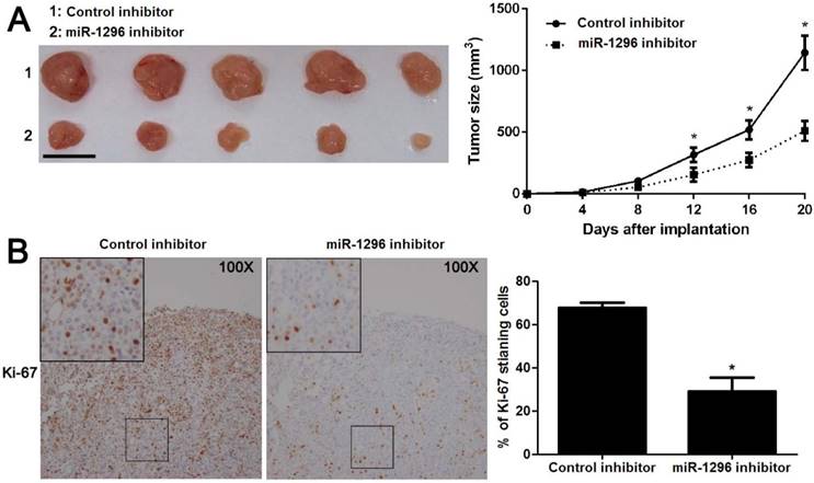 J Cancer Image