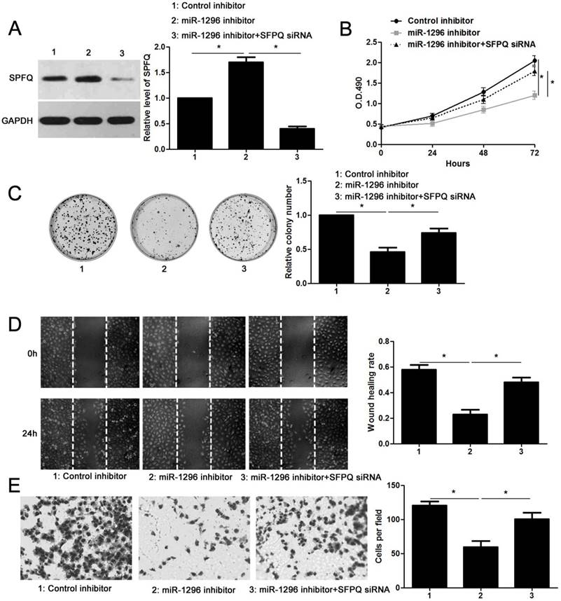 J Cancer Image