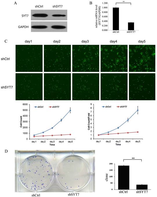 J Cancer Image