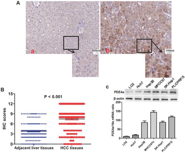 J Cancer Image