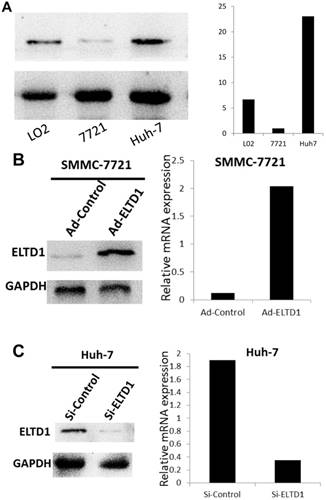 J Cancer Image