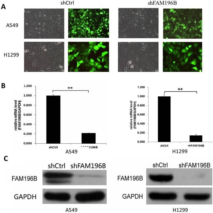 J Cancer Image