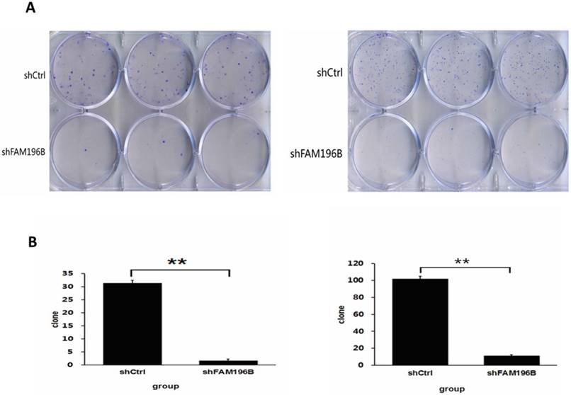 J Cancer Image