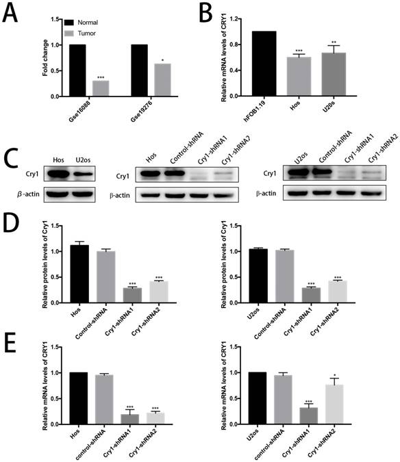 J Cancer Image