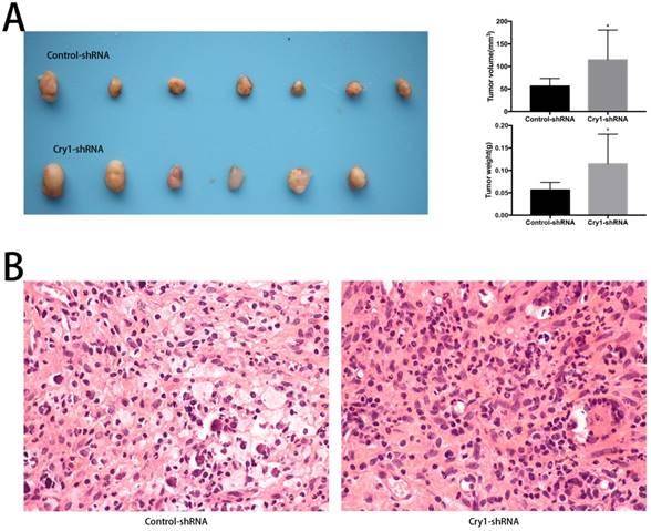 J Cancer Image