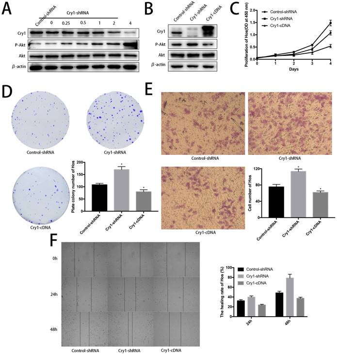 J Cancer Image