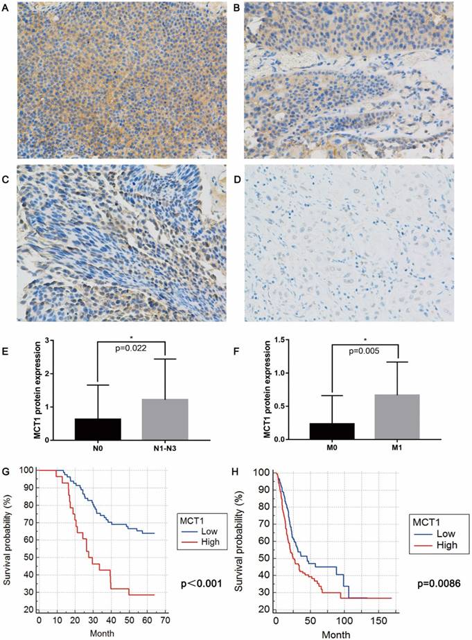 J Cancer Image