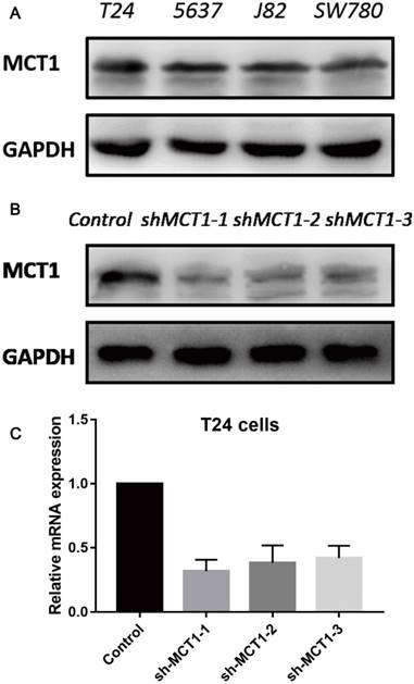 J Cancer Image