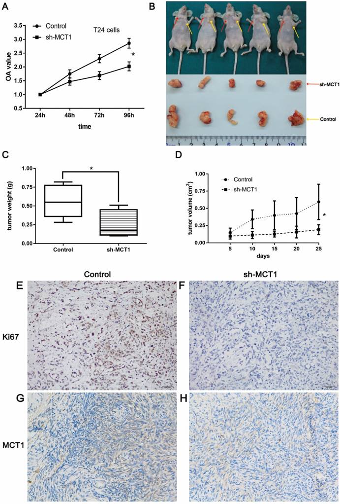 J Cancer Image