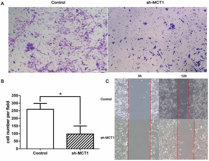 J Cancer Image