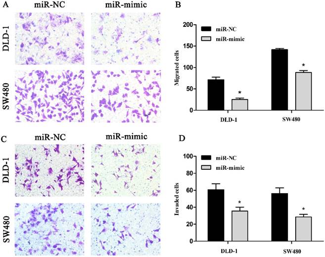 J Cancer Image