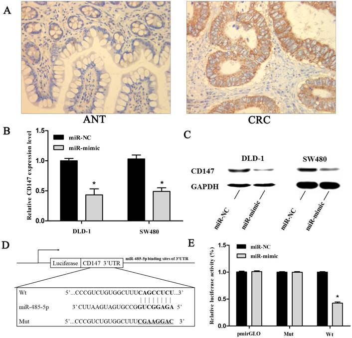 J Cancer Image