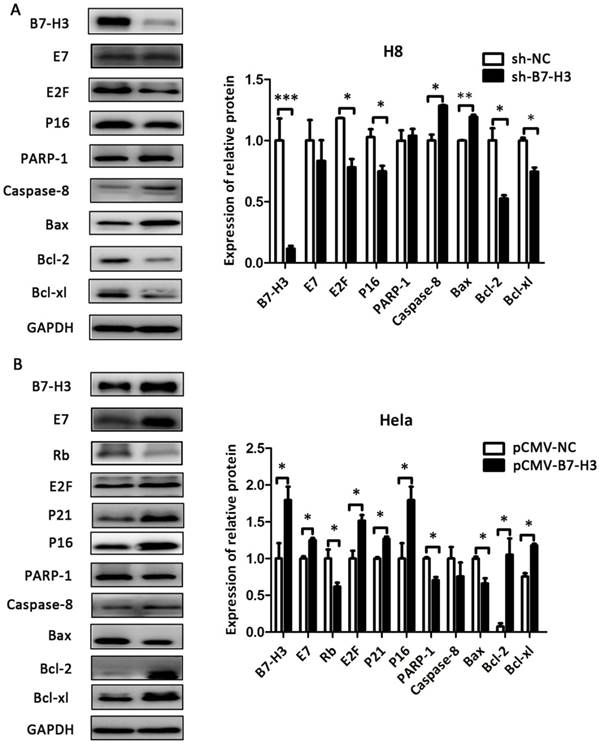 J Cancer Image