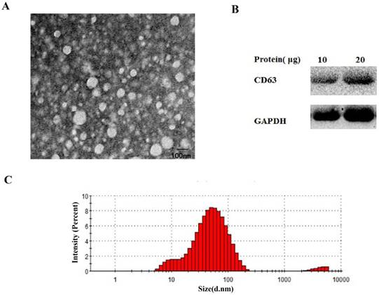 J Cancer Image