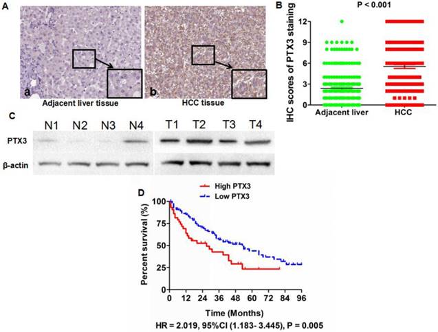 J Cancer Image