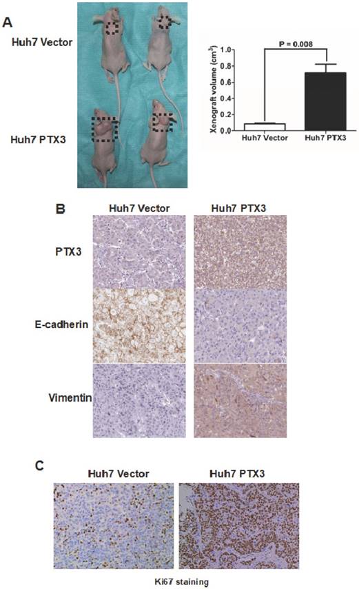 J Cancer Image