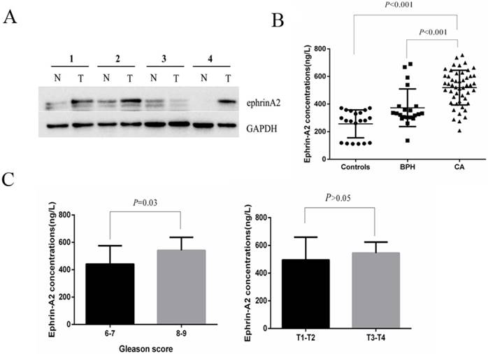 J Cancer Image