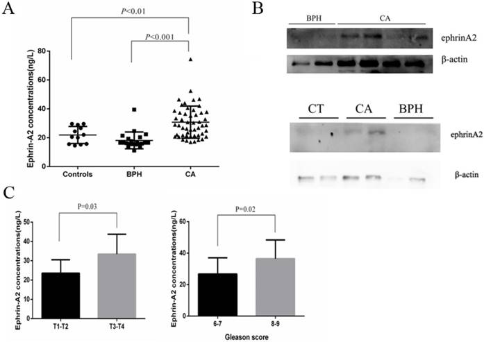 J Cancer Image