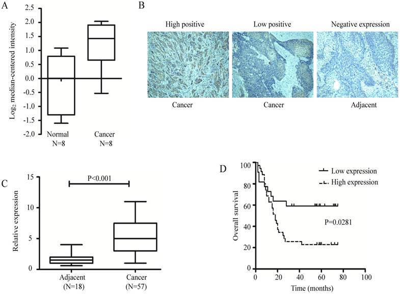 J Cancer Image