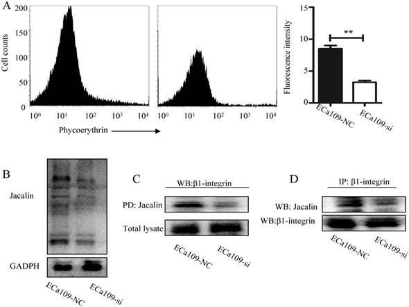 J Cancer Image