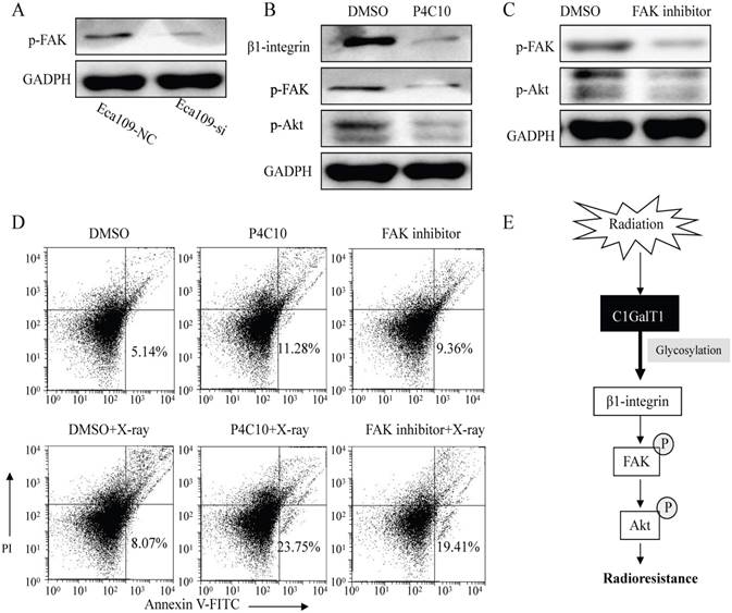 J Cancer Image