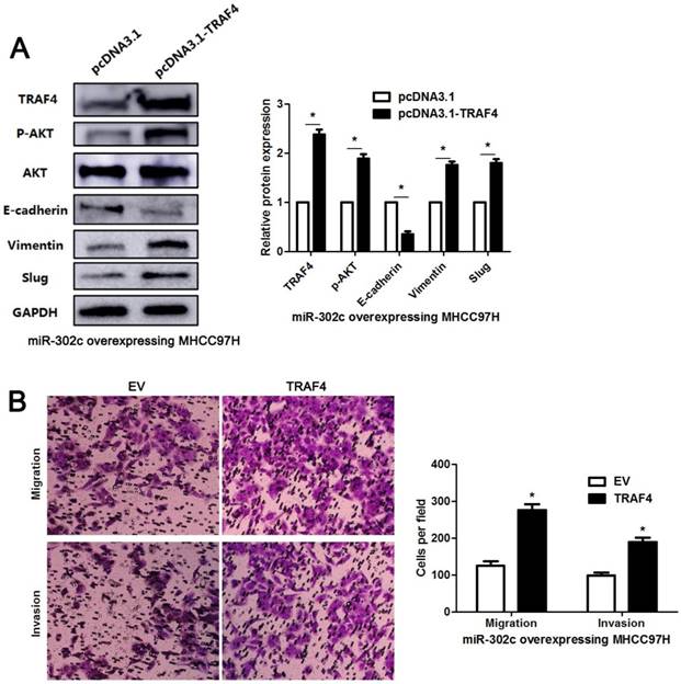 J Cancer Image