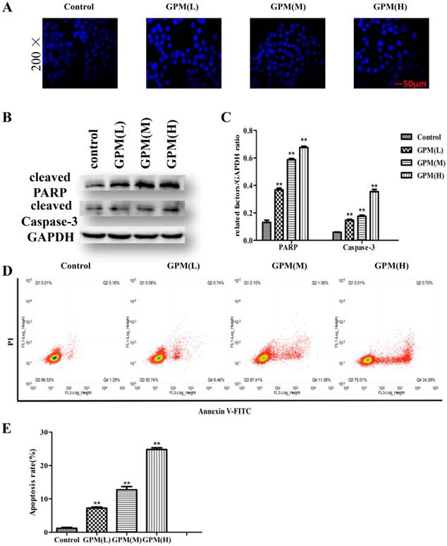 J Cancer Image