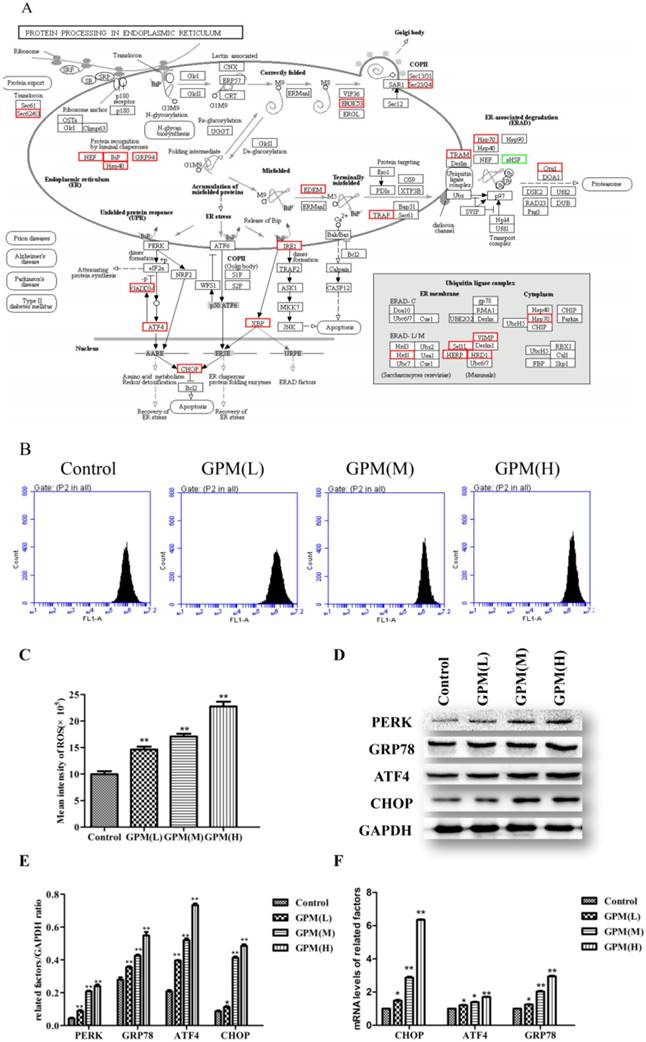 J Cancer Image