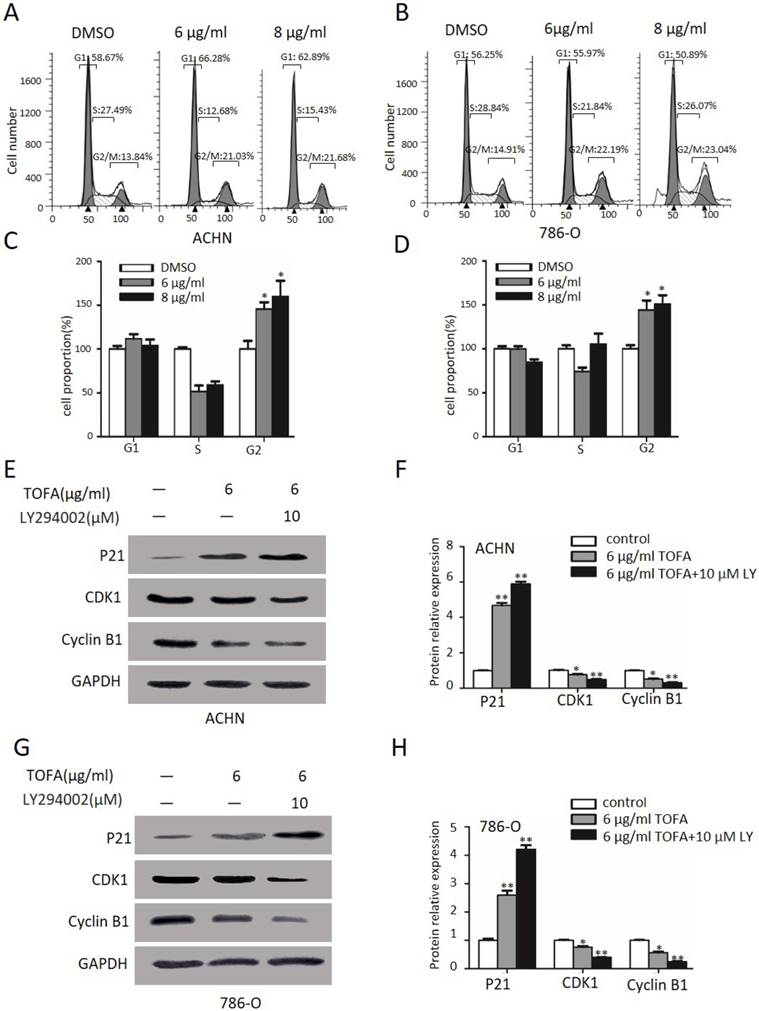 J Cancer Image