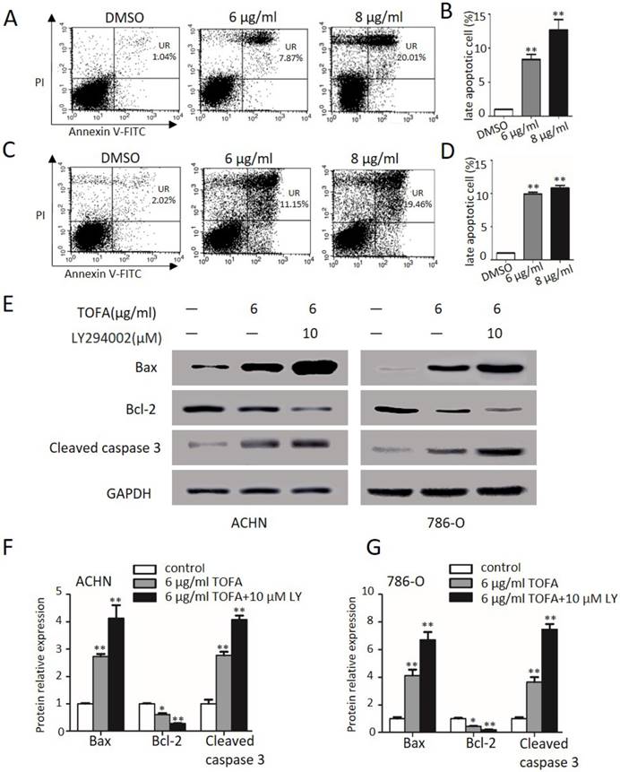 J Cancer Image