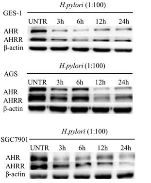 J Cancer Image