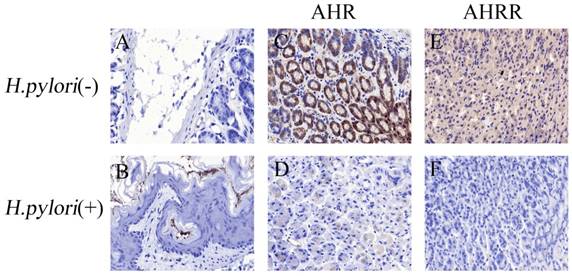 J Cancer Image