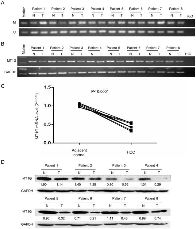 J Cancer Image