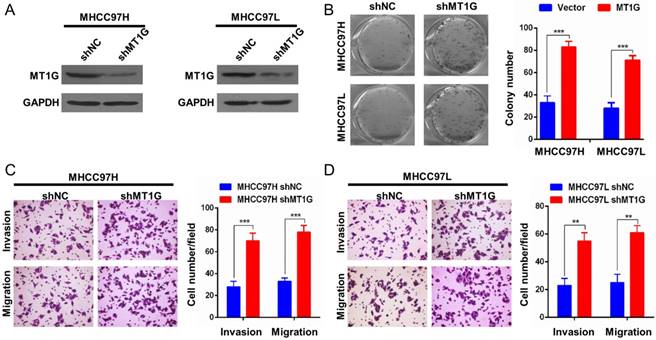 J Cancer Image