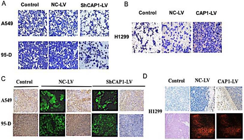 J Cancer Image