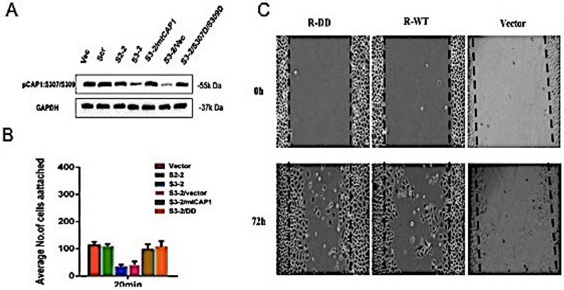 J Cancer Image