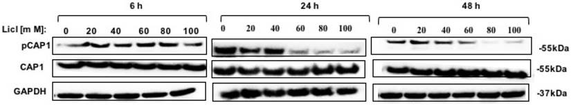 J Cancer Image