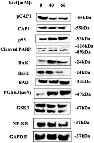 J Cancer Image