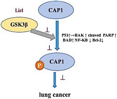 J Cancer Image